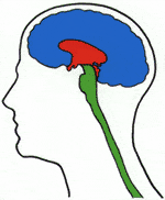 Die drei Hirnbereiche der Biostruktur